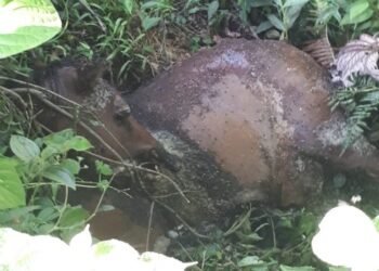 Animais mortos devem ser enterrados por responsáveis