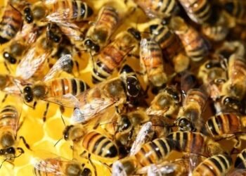 Mulher é atacada por abelhas na rua Lorena