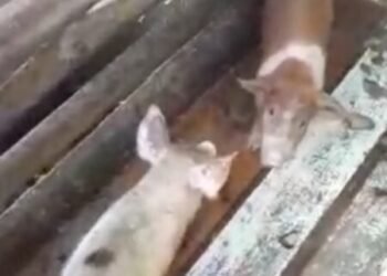 Animais são furtados no Aymoré 