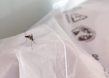 Vigilância Epidemiológica atualiza números da dengue em Guabiruba