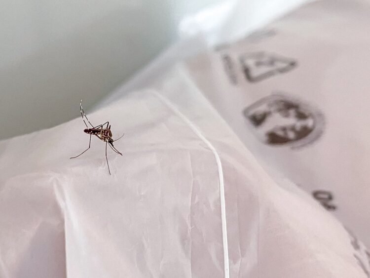 Vigilância Epidemiológica atualiza números da dengue em Guabiruba