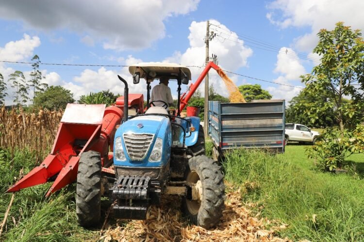 Colheita do milho em Guabiruba apresenta média de 140 sacos por hectare