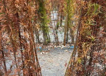 Visitantes abrem buracos no labirinto e espalham lixo no Parque Municipal