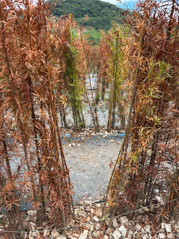 Visitantes abrem buracos no labirinto e espalham lixo no Parque Municipal