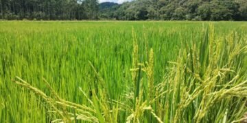 Secretaria de Agricultura de Guabiruba projeta safra recorde para o ciclo 2025/2026