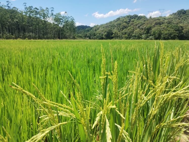 Secretaria de Agricultura de Guabiruba projeta safra recorde para o ciclo 2025/2026