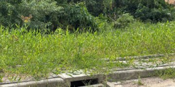 Vereadores cobram providências sobre limpeza de bocas de lobo e manutenção de terrenos