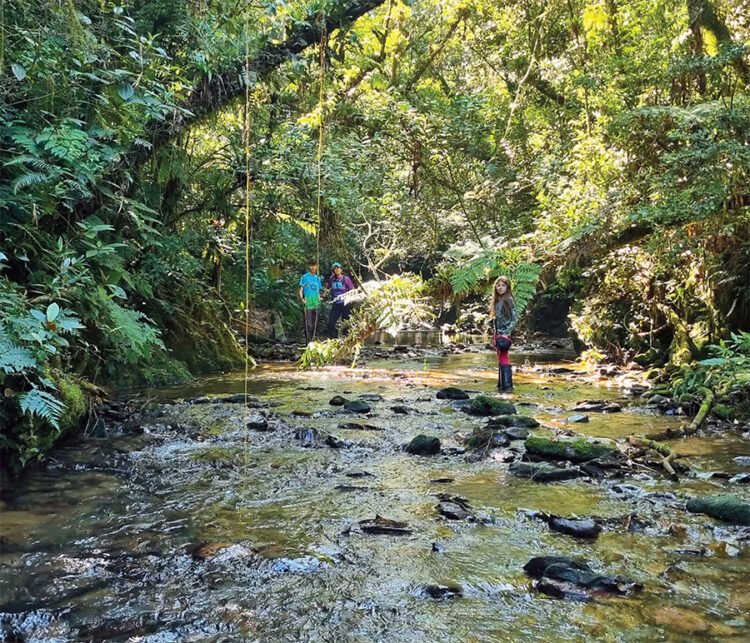 Essa trilha tem história: livro revela as relíquias históricas escondidas na natureza de Guabiruba