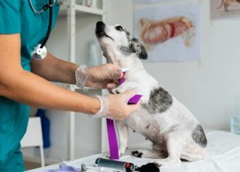 CIMVI abre credenciamento para clínicas veterinárias em Guabiruba e região