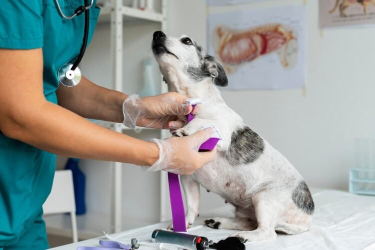 CIMVI abre credenciamento para clínicas veterinárias em Guabiruba e região
