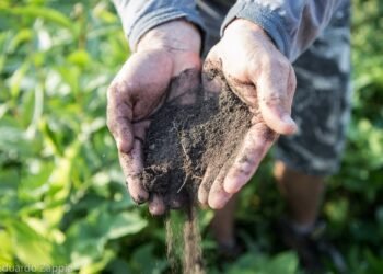 Ouro no Ranking, chumbo no bolso