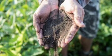 Ouro no Ranking, chumbo no bolso