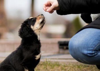 PATA alerta para casos de envenenamento de cães em Guabiruba