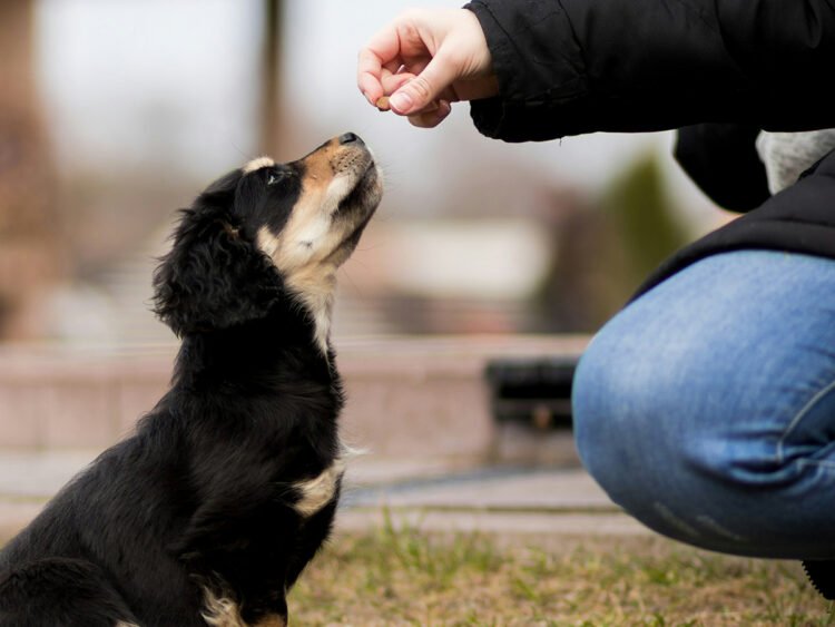 PATA alerta para casos de envenenamento de cães em Guabiruba